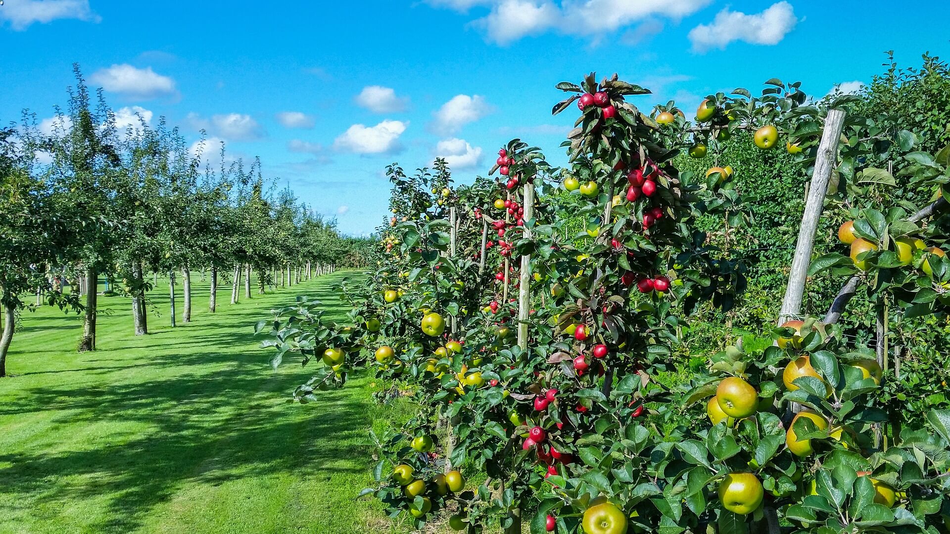 Orchard National Fruit Collections Trust Kent