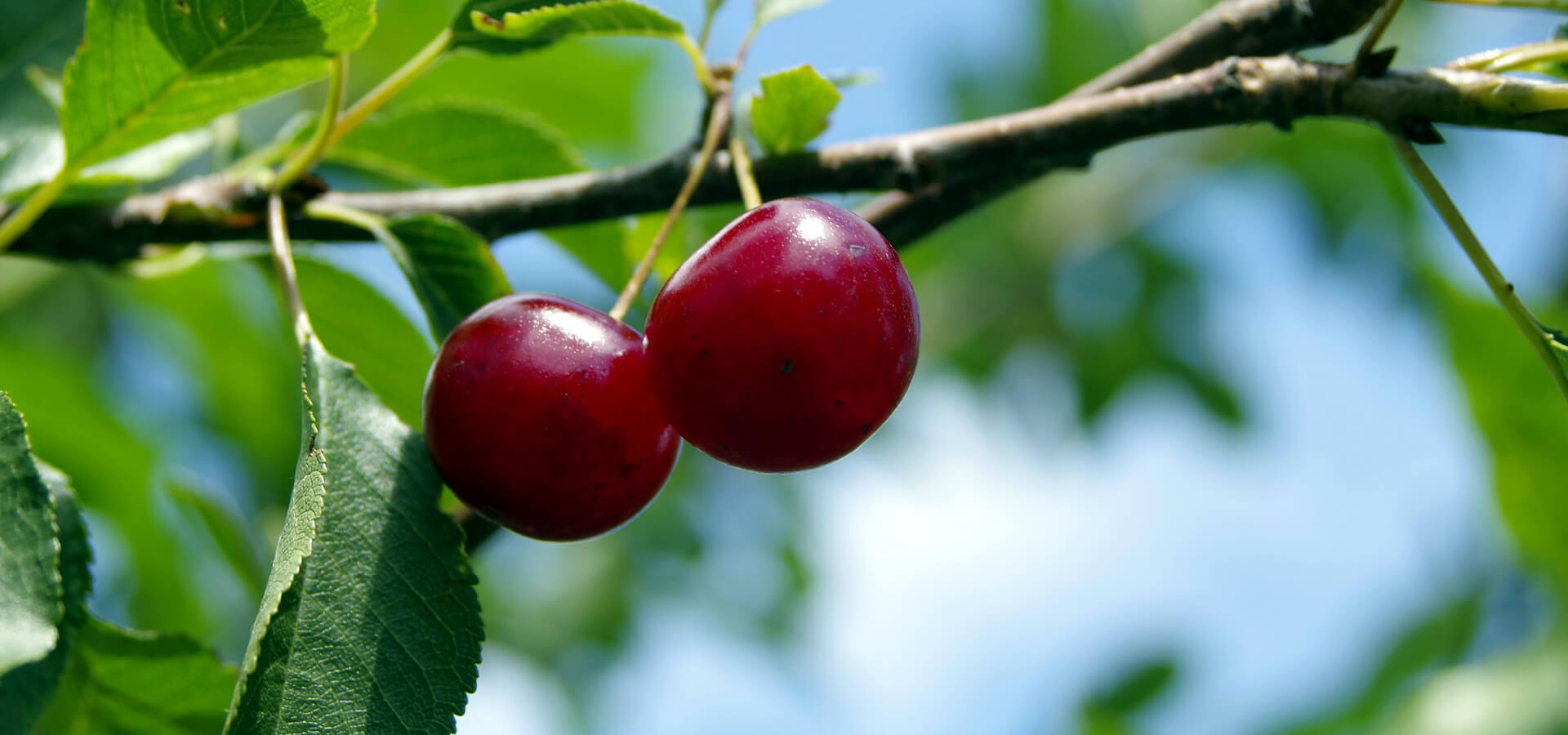 Cherrys National Fruit Collections Trust Kent